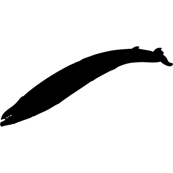 Whale Silhouette 2 Thumbnail