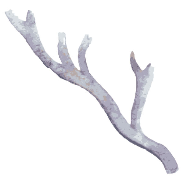 Watercolor Branch Antler 6 Thumbnail